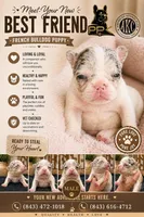 Hugo, a male French Bulldog for sale in Effingham, SC – 1 of 10