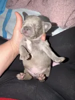 Remy , a male French Bulldog for sale in Effingham, SC – 3 of 7