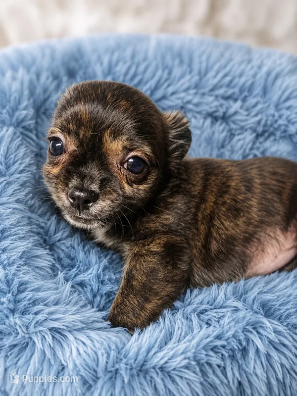 Onyx – Chihuahua puppy for sale in Effingham, SC