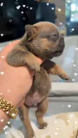 Bullseye, a male French Bulldog for sale in Effingham, SC – 3 of 4