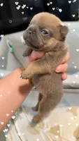 Bullseye, a male French Bulldog for sale in Effingham, SC – 1 of 4