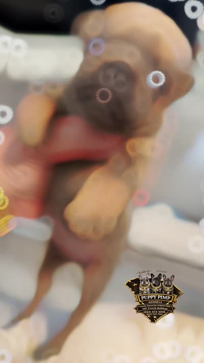 Bullseye, a male French Bulldog for sale in Effingham, SC – 4 of 4