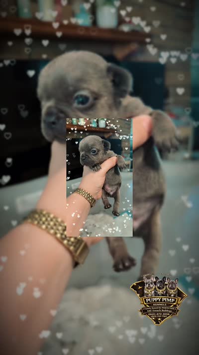 Hamm, a male French Bulldog for sale in Effingham, SC – 2 of 2