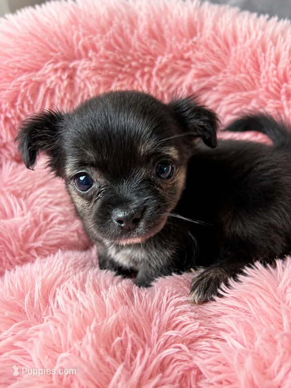 Prada Princess – Chihuahua puppy for sale in Effingham, SC