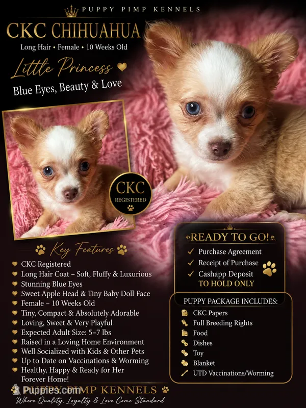 BlueBell – Chihuahua puppy for sale in Effingham, SC