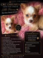 BlueBell, a female Chihuahua for sale in Effingham, SC – 1 of 1
