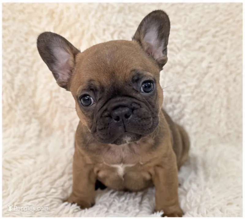 Woody – French Bulldog puppy for sale in Effingham, SC