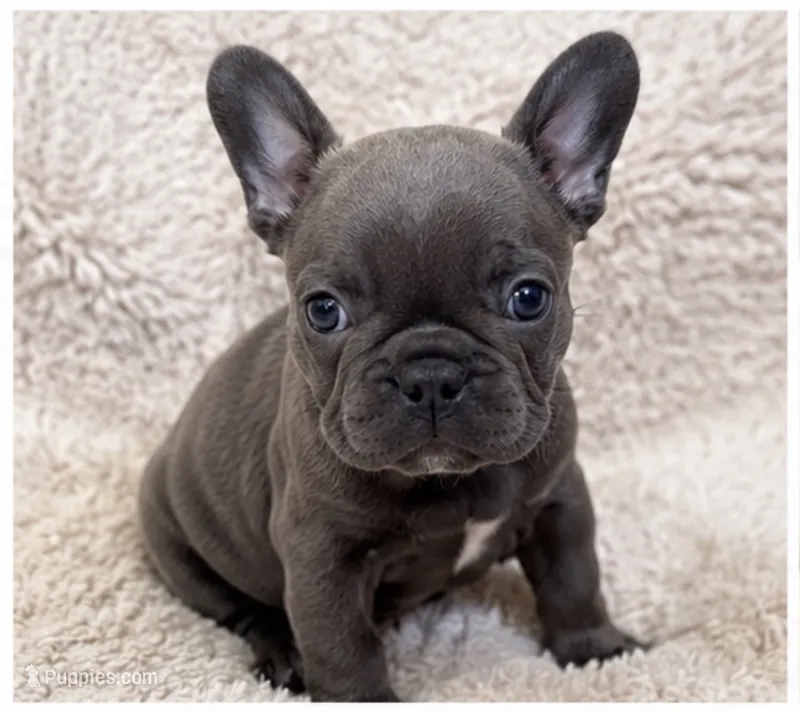 Rex – French Bulldog puppy for sale in Effingham, SC