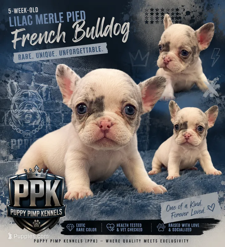 Louis, a male French Bulldog for sale in Effingham, SC – 1 of 1