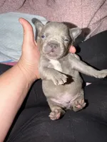 Remy , a male French Bulldog for sale in Effingham, SC – 7 of 7