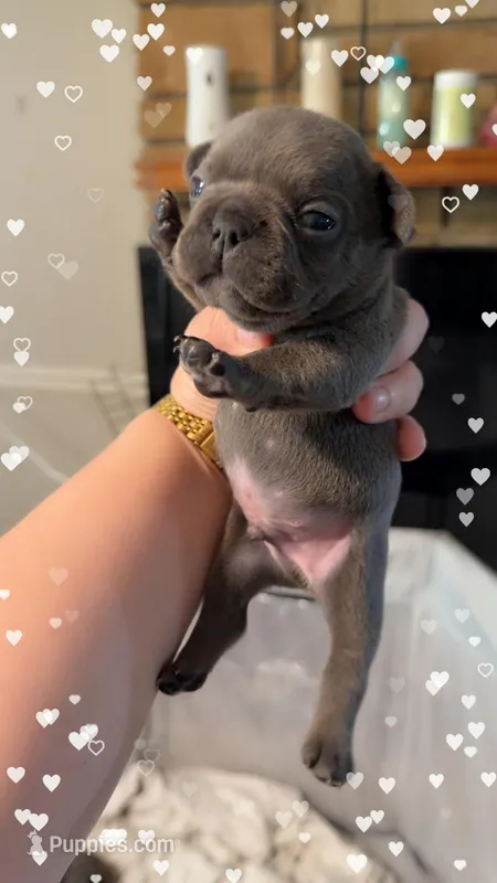 Buzz – French Bulldog puppy for sale in Effingham, SC