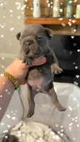 Buzz, a male French Bulldog for sale in Effingham, SC – 3 of 4