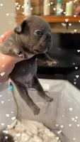 Buzz, a male French Bulldog for sale in Effingham, SC – 2 of 4