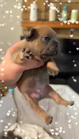Woody, a male French Bulldog for sale in Effingham, SC – 2 of 4