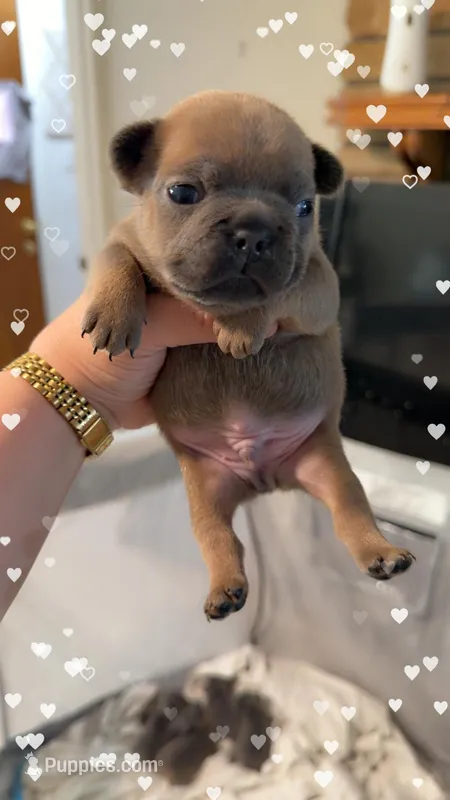 Woody – French Bulldog puppy for sale in Effingham, SC