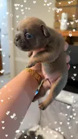 Woody, a male French Bulldog for sale in Effingham, SC – 3 of 4