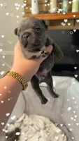 Rex, a male French Bulldog for sale in Effingham, SC – 1 of 4