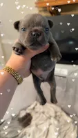Rex, a male French Bulldog for sale in Effingham, SC – 3 of 4