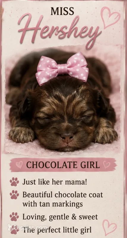 Miss Hershey – Shihpoo puppy for sale in Effingham, SC