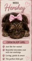 Miss Hershey, a female Shihpoo for sale in Effingham, SC – 1 of 1