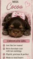 Miss Cocoa, a female Shihpoo for sale in Effingham, SC – 1 of 1