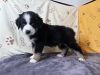 #5 - Green, a female Australian Shepherd for sale in Seguin, TX – 5 of 6