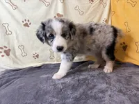 #1 - Pink , a female Australian Shepherd for sale in Seguin, TX – 3 of 6