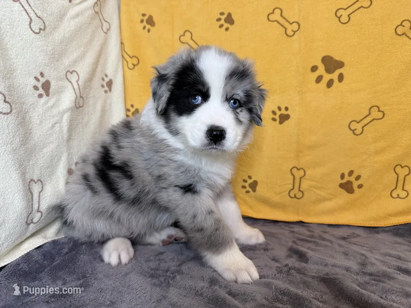 #6 - Blue – Australian Shepherd puppy for sale in Seguin, TX