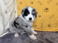 #6 - Blue, a male Australian Shepherd for sale in Seguin, TX – 1 of 6