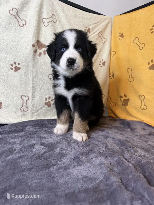 #5 - Green – Australian Shepherd puppy for sale in Seguin, TX