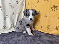 #1 - Pink , a female Australian Shepherd for sale in Seguin, TX – 5 of 6