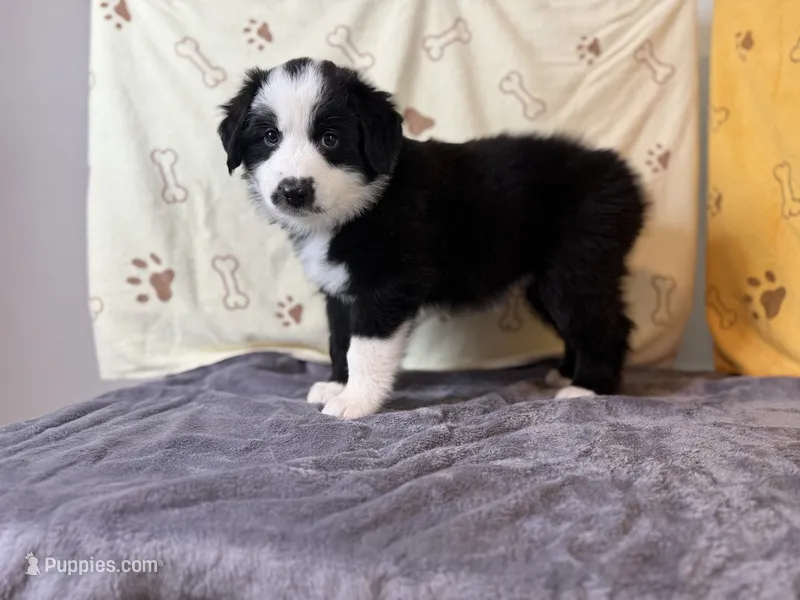 #2 - Orange  – Australian Shepherd puppy for sale in Seguin, TX