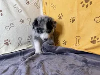 #4 - Purple, a male Australian Shepherd for sale in Seguin, TX – 3 of 6