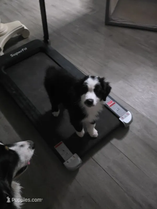 #2 - Orange – Australian Shepherd puppy for sale in Seguin, TX