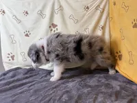 #3 - Red, a male Australian Shepherd for sale in Seguin, TX – 4 of 7