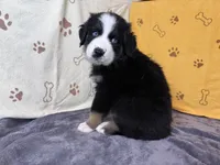 #5 - Green, a female Australian Shepherd for sale in Seguin, TX – 6 of 6