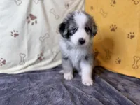 #3 - Red, a male Australian Shepherd for sale in Seguin, TX – 2 of 7