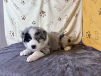 #6 - Blue, a male Australian Shepherd for sale in Seguin, TX – 4 of 6
