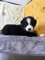#5 - Green, a female Australian Shepherd for sale in Seguin, TX – 4 of 6