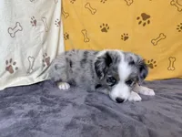 #1 - Pink , a female Australian Shepherd for sale in Seguin, TX – 6 of 6