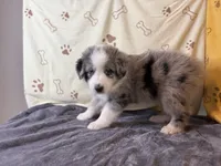 #3 - Red, a male Australian Shepherd for sale in Seguin, TX – 5 of 7