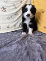 #2 - Orange , a male Australian Shepherd for sale in Seguin, TX – 5 of 6