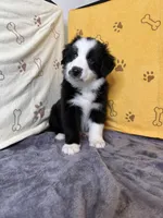 #2 - Orange , a male Australian Shepherd for sale in Seguin, TX – 3 of 6
