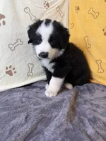 #2 - Orange , a male Australian Shepherd for sale in Seguin, TX – 6 of 6