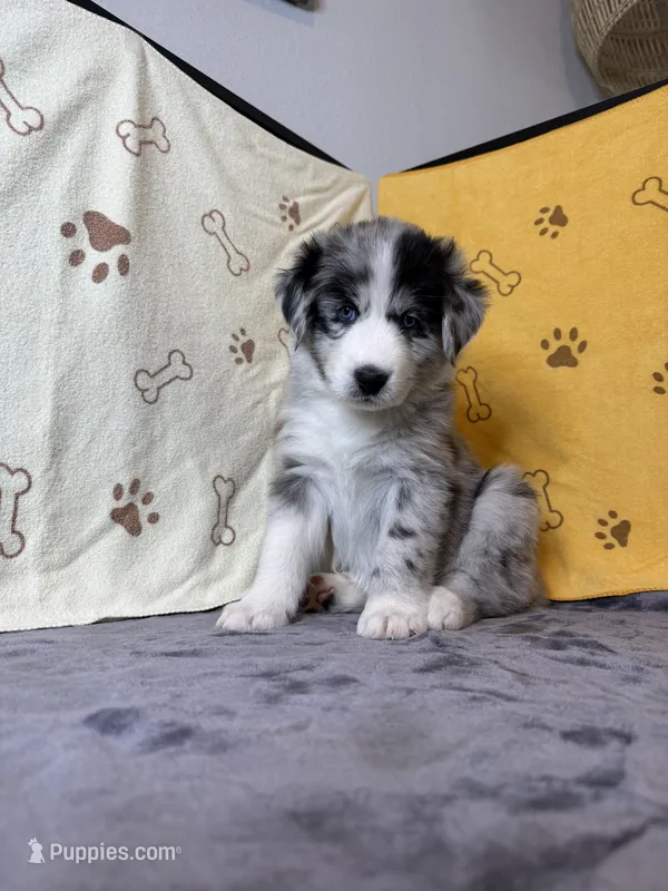 #4 - Purple – Australian Shepherd puppy for sale in Seguin, TX
