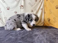 #3 - Red, a male Australian Shepherd for sale in Seguin, TX – 6 of 7