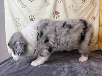 #6 - Blue, a male Australian Shepherd for sale in Seguin, TX – 5 of 6