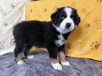 #5 - Green, a female Australian Shepherd for sale in Seguin, TX – 3 of 6