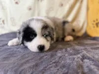 #6 - Blue, a male Australian Shepherd for sale in Seguin, TX – 2 of 6