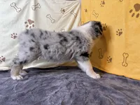 #1 - Pink , a female Australian Shepherd for sale in Seguin, TX – 4 of 6